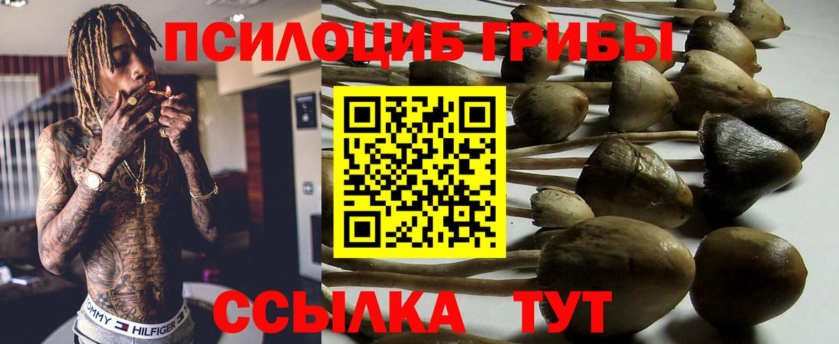 Псилоцибиновые грибы Psilocybine cubensis Кулебаки